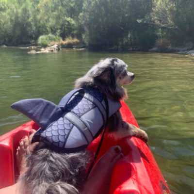  gilet de sauvetage chien pour berger australien kayak 