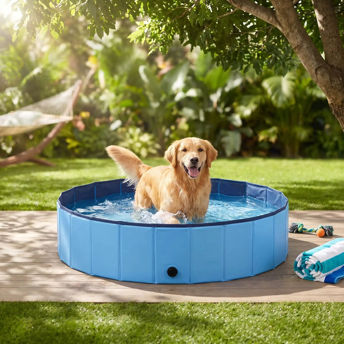 golden joue dans une piscine pour chien sous arbre
