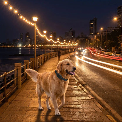 golden promène trottoir nuit collier gps chien réfléchissant 