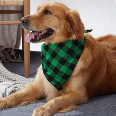 golden retriever assis vetu bandana chien vert elegant
