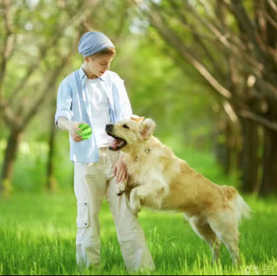golden retriever attrape balle pour chien protectrice dent