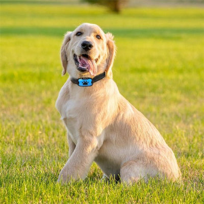 golden retriever collier de dressage pour chien compact ultraleger