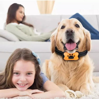  golden retriever collier de dressage pour chien design ergonomique  