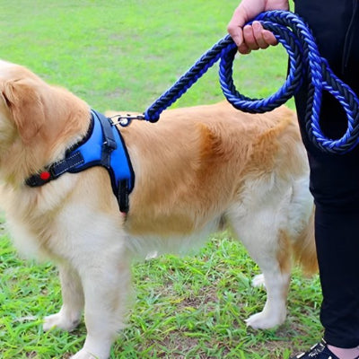 golden retriever equippe laisse chien noire bleue rembourree