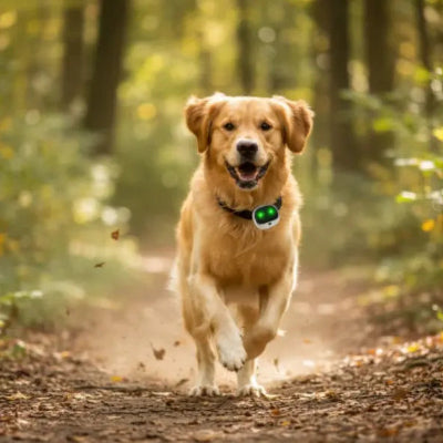 golden retriever foret collier gps chien