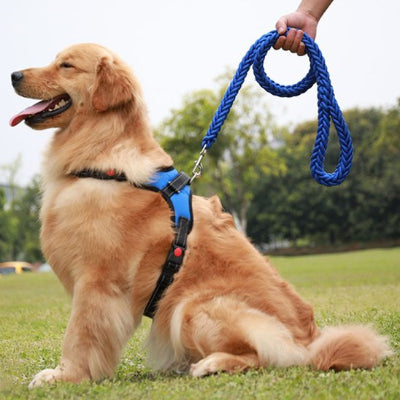 golden retriever heureux avec laisse chien bleue tressee
