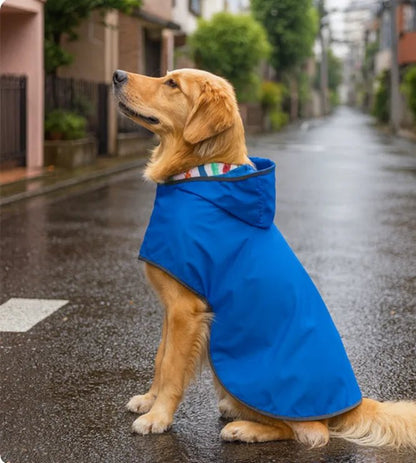 golden retriever milieu rue avec manteau chien bleu