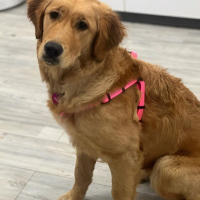 golden retriever portant harnais en Y rose confortable