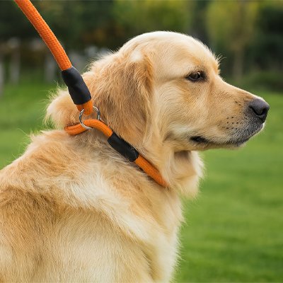 golden retriever promene collier coulissant chien corde tressee