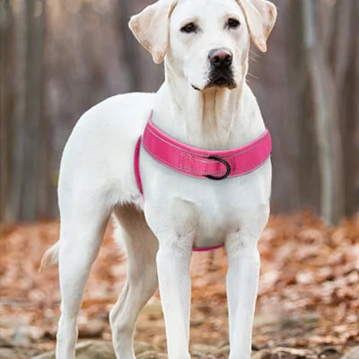 harnais chien anti traction rose porte labrador blanc
