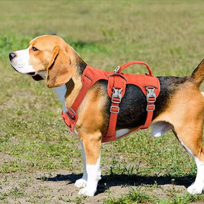 harnais chien randonnee anti evasion double securit sangles croisees thorax