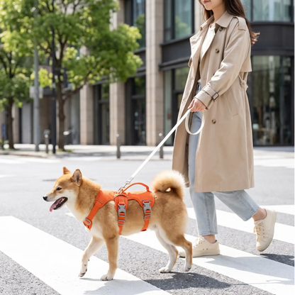 harnais chien randonnée orange porte shiba inu avec fille traversent chaussée piéton