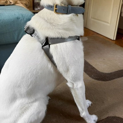 harnais en Y pour chien gris avec boucles ajustables