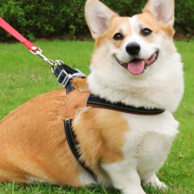 harnais en y chien noir corgi souriant gazon vert