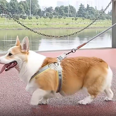 harnais en y chien structure leger corgi promene
