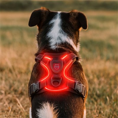 harnais lumineux led chien border collie rouge vif nuit