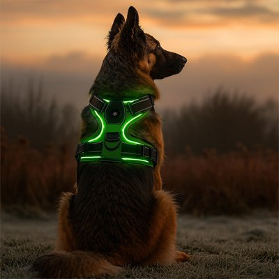 harnais lumineux led chien vert fluo visibilite nocturne foret