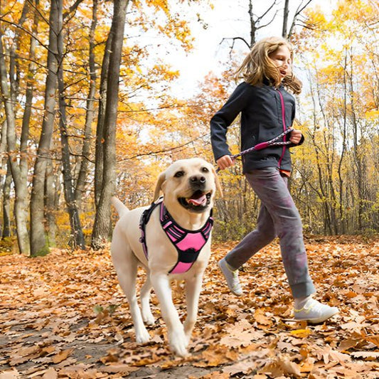 Harnais pour chien|confortable harness - Chien dynamic