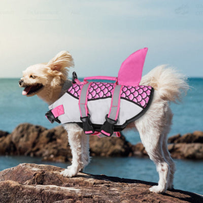 haut rocher regarde mer caniche gilet de sauvetage chien rose