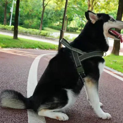 huski assis parc vetu harnais chien anti traction