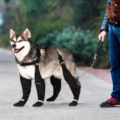 husky en promenade urbaine bottes pour chien reflechissantes