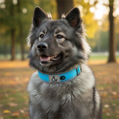 husky gris souriant avec collier pour chien bleu