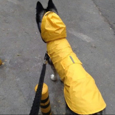 husky promene rue avec manteau chien jaune bandes reflechissante