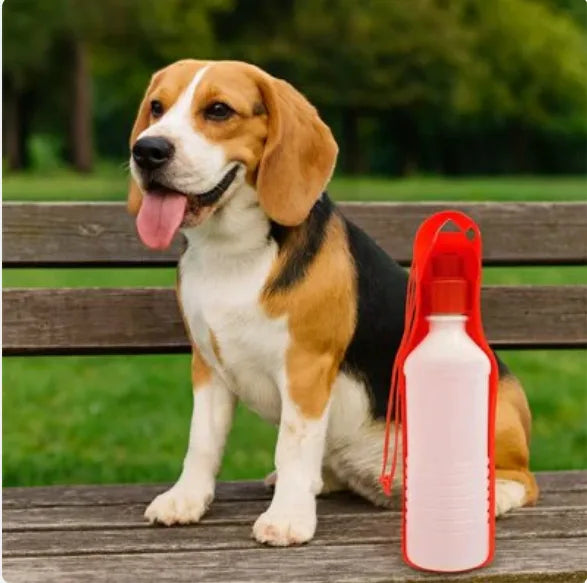 jack russell avec gourde pour chien rouge sur banc