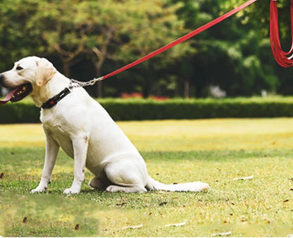 labrador assis sur gazon avec laisse pour chien rouge