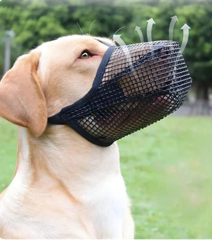 labrador avec museliere chien noire respirante