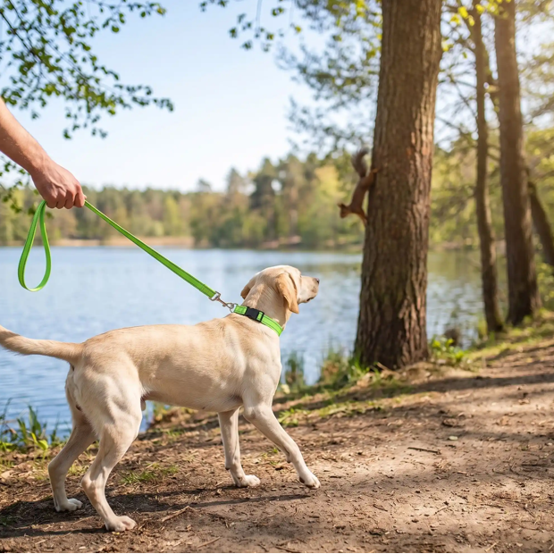 labrador blanc avec collier pour chien vert attaque écureuil