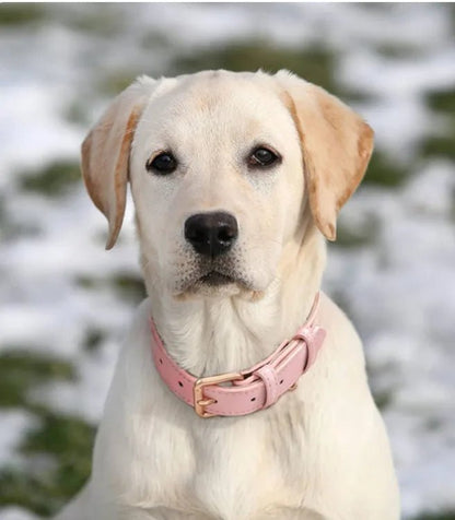 labrador blanc portant collier chien rose