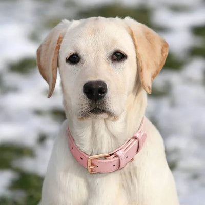 labrador blanc portant collier pour chien rose