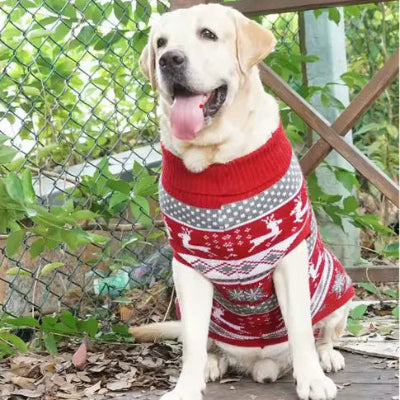 labrador blanc porte pull rouge jacquard assis porte