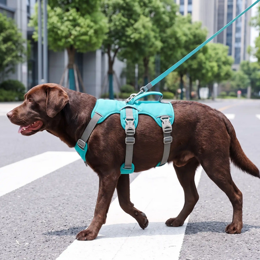labrador brun harnais chien randonnée  clips robuste promenade urbaine.