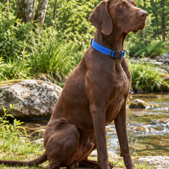 labrador collier pour chien réfléchissant bord d'eau