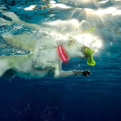 labrador intrepide plongeant collier lumineux pour chien etanche