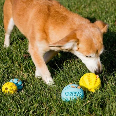 labrador joue balle pour chien nettoyeur dent
