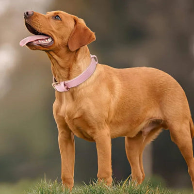 labrador maron vetu collier pour chien sur gazon