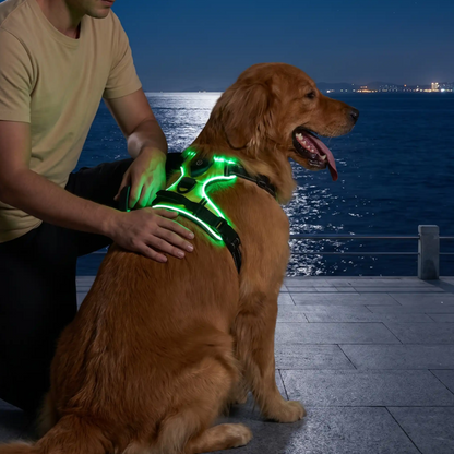labrador marron avec harnais lumineux led chien se repose sur corniche
