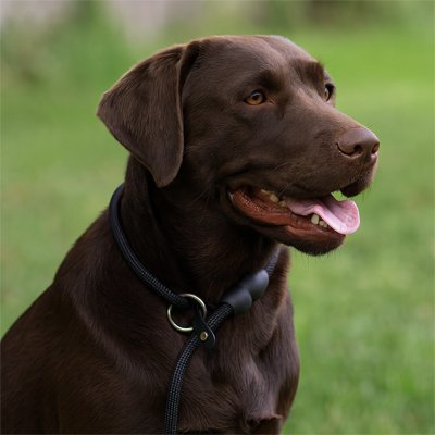 labrador marron portant collier coulissant noir ultra leger