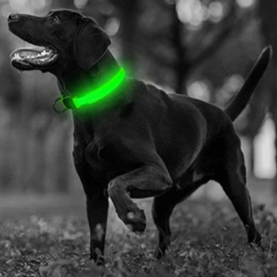 labrador noir agile dote collier lumineux pour chien vert fluorescent