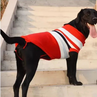labrador noir vetu pull rouge raye monte escalier