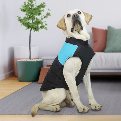 labrador portant un vetement pour chien confortable bleu