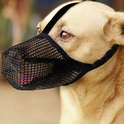 labrador porte museliere noire la leche