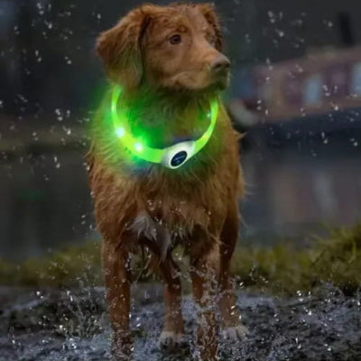 labrador sous pluie avec collier lumineux chien led vert