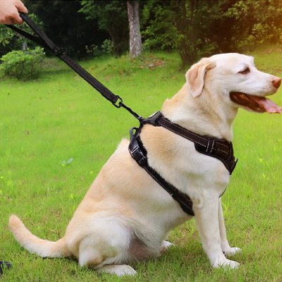 laisse chien courte noire ultra robuste