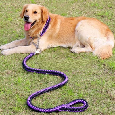 laisse chien violet tressee avec collier assorti