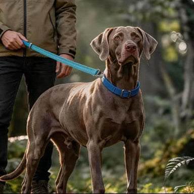 laisse courte chien coutures reflechissantes promenade securisee nuit