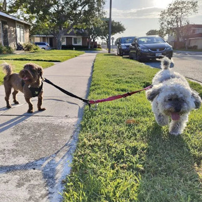 laisse double pour chien pour deux caniches sur gazon
